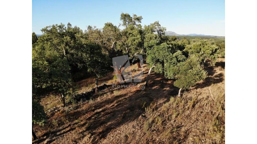 Terreno Agricola ou Rústico para Venda em Proença-A-Velha Foto 48