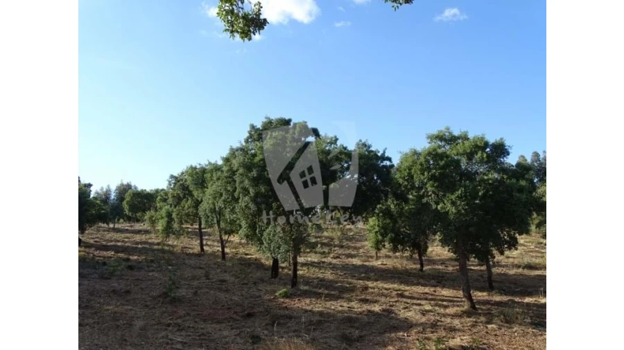 Terreno Agricola ou Rústico para Venda em Proença-A-Velha Foto 13