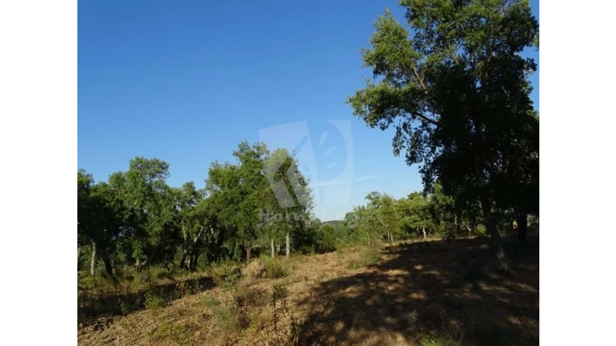 Terreno Agricola ou Rústico para Venda em Proença-A-Velha Foto 33