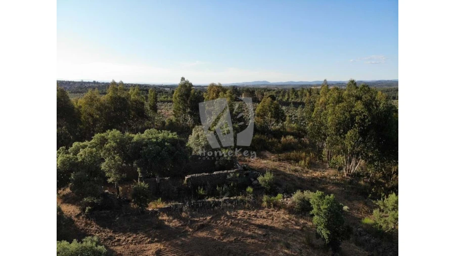Terreno Agricola ou Rústico para Venda em Proença-A-Velha Foto 45