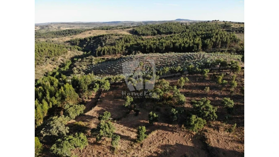 Terreno Agricola ou Rústico para Venda em Proença-A-Velha Foto 50