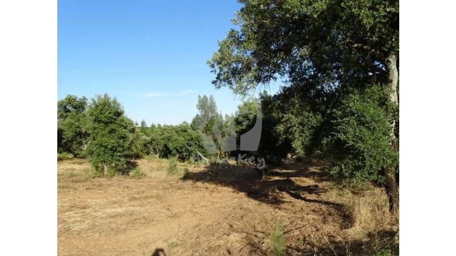 Terreno Agricola ou Rústico para Venda em Proença-A-Velha Foto 14