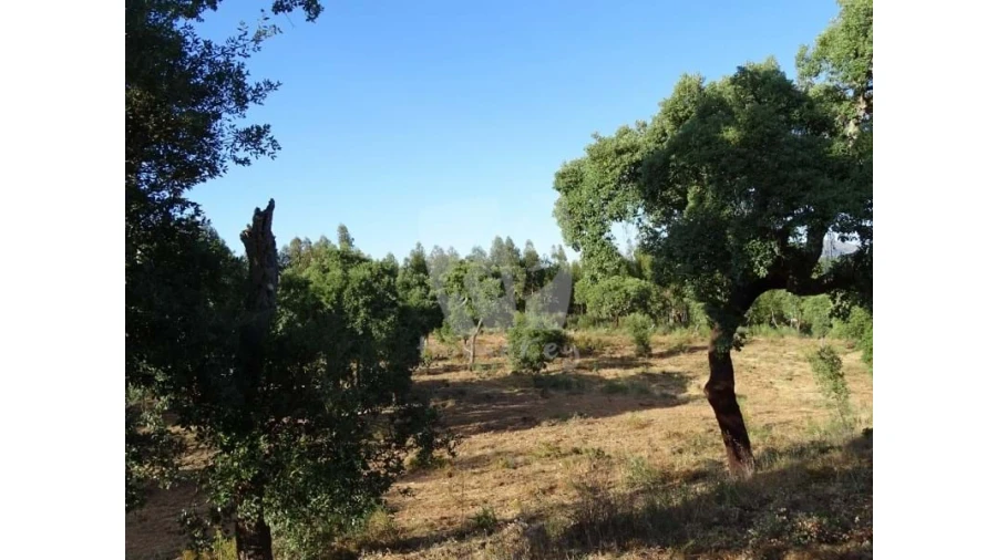 Terreno Agricola ou Rústico para Venda em Proença-A-Velha Foto 12