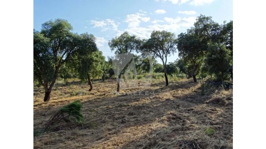 Terreno Agricola ou Rústico para Venda em Proença-A-Velha Foto 27