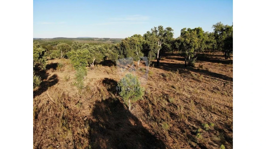 Terreno Agricola ou Rústico para Venda em Proença-A-Velha Foto 51