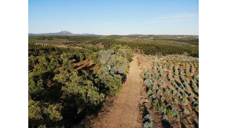Terreno Agricola ou Rústico para Venda em Proença-A-Velha Foto 39