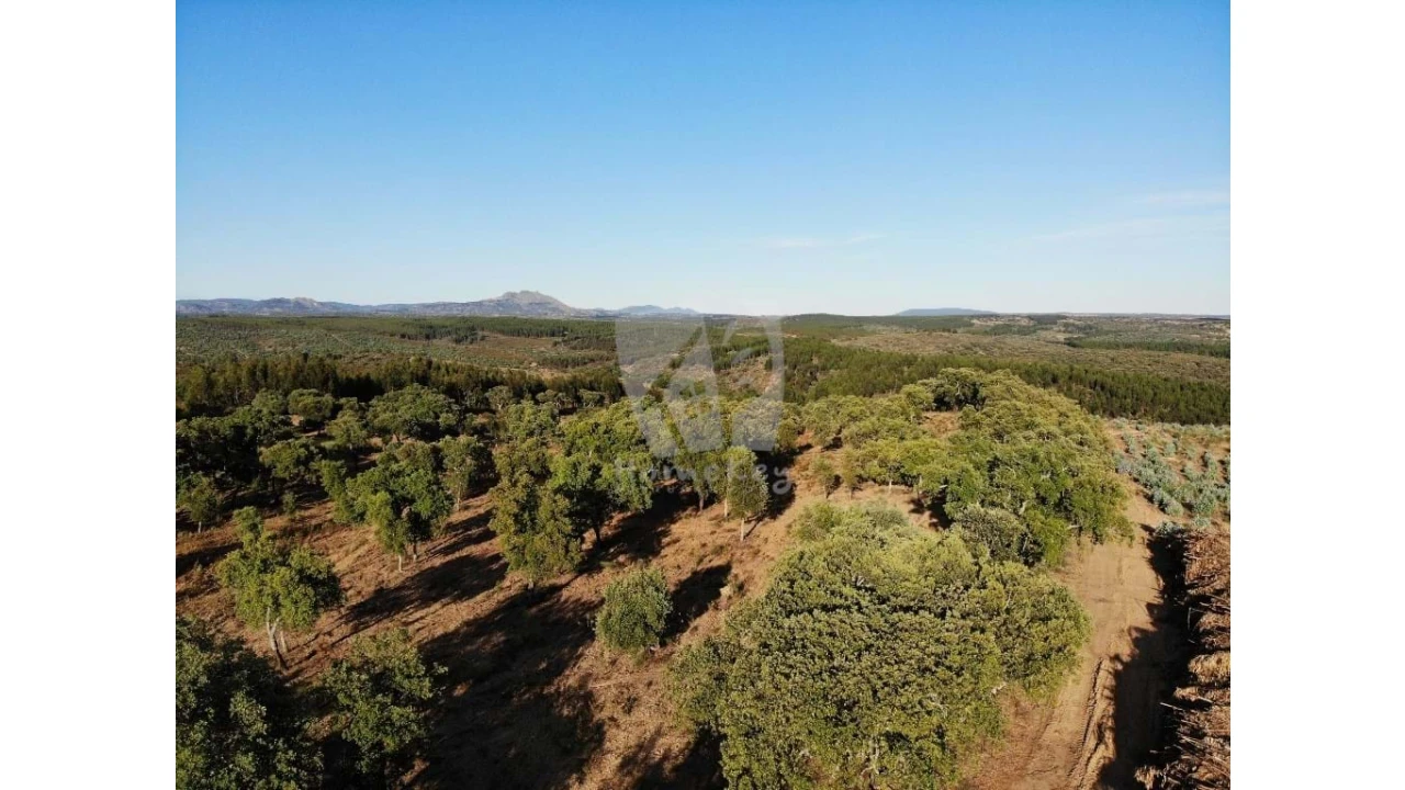 Terreno Agricola ou Rústico para Venda em Proença-A-Velha Foto 41