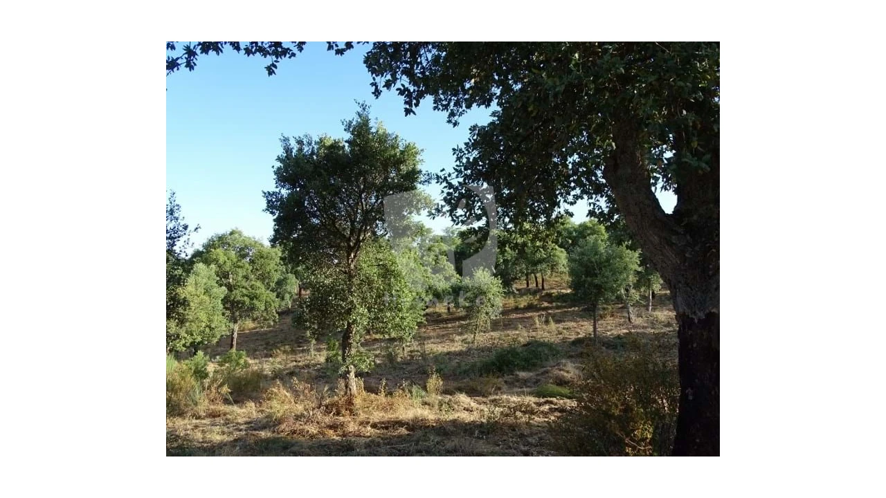 Terreno Agricola ou Rústico para Venda em Proença-A-Velha Foto 19