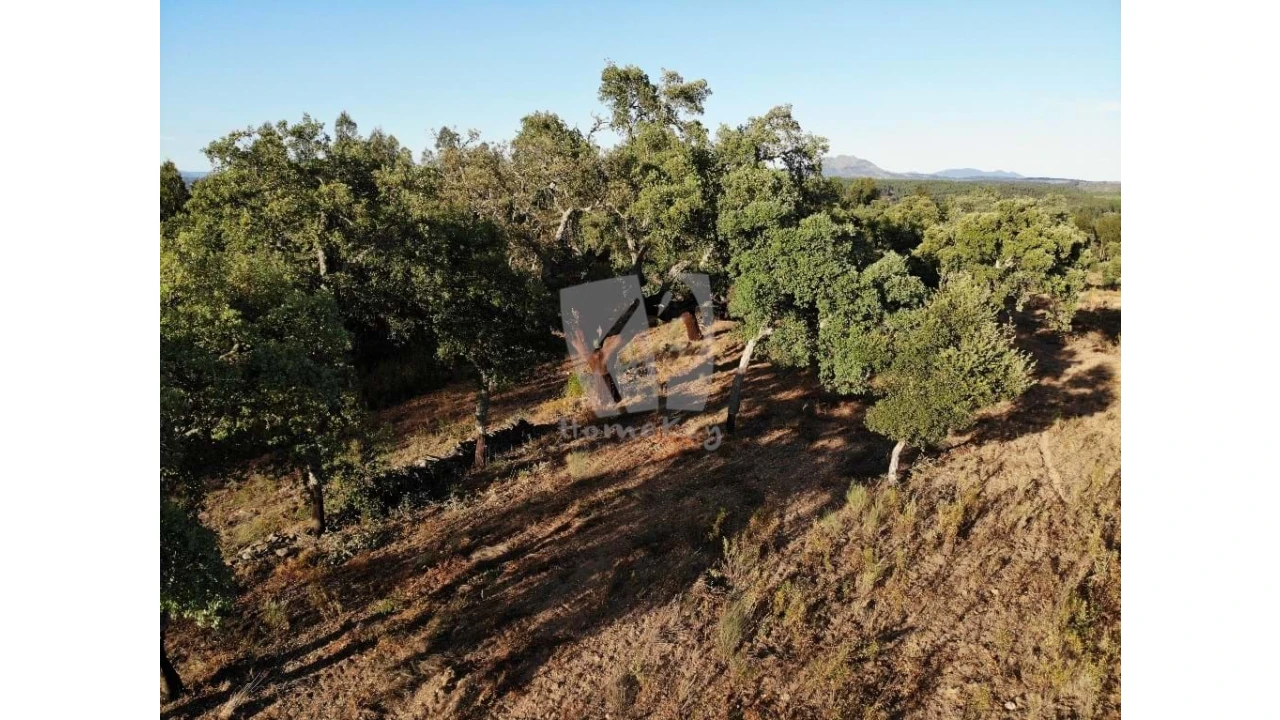 Terreno Agricola ou Rústico para Venda em Proença-A-Velha Foto 48