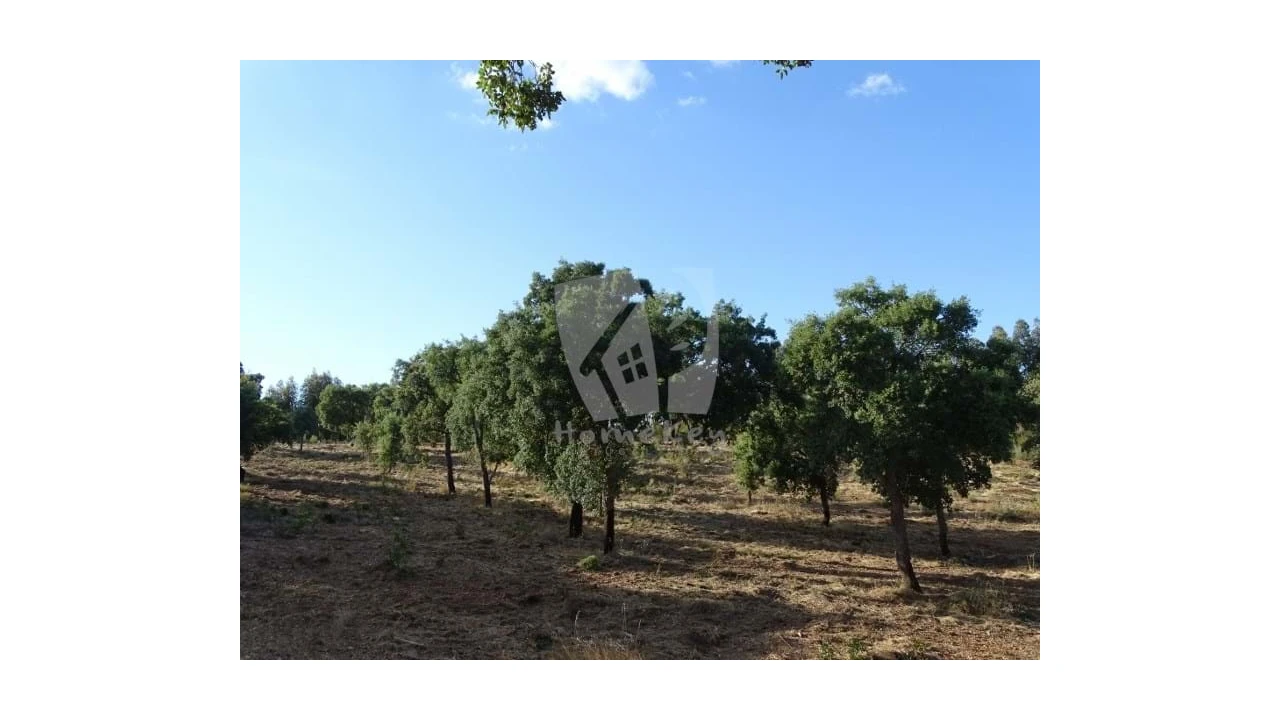 Terreno Agricola ou Rústico para Venda em Proença-A-Velha Foto 13