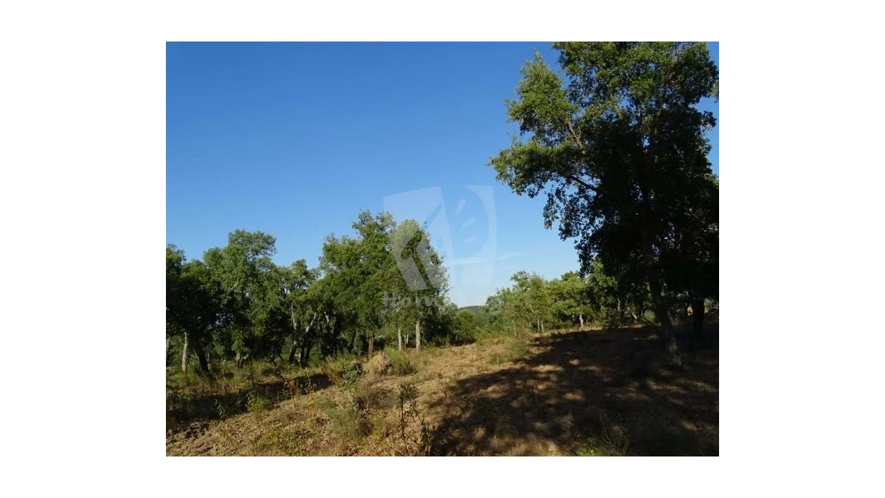 Terreno Agricola ou Rústico para Venda em Proença-A-Velha Foto 33
