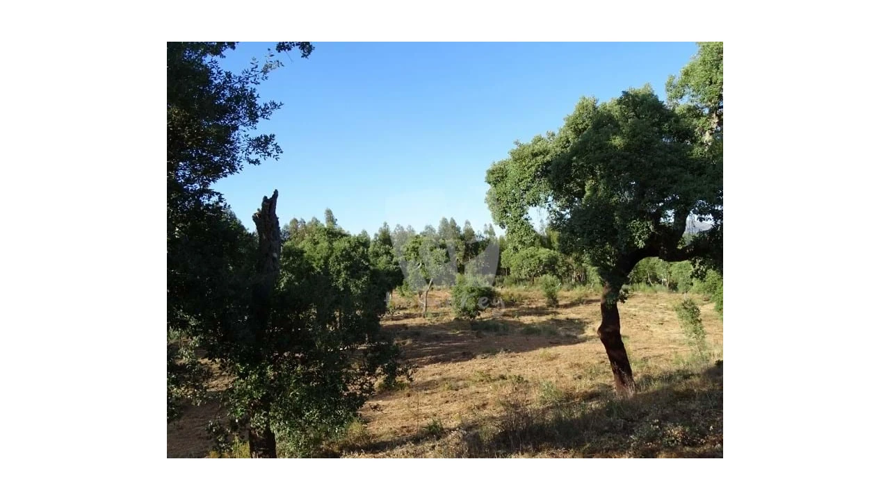 Terreno Agricola ou Rústico para Venda em Proença-A-Velha Foto 12
