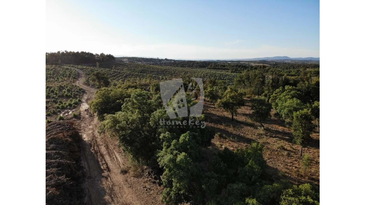 Terreno Agricola ou Rústico para Venda em Proença-A-Velha Foto 44