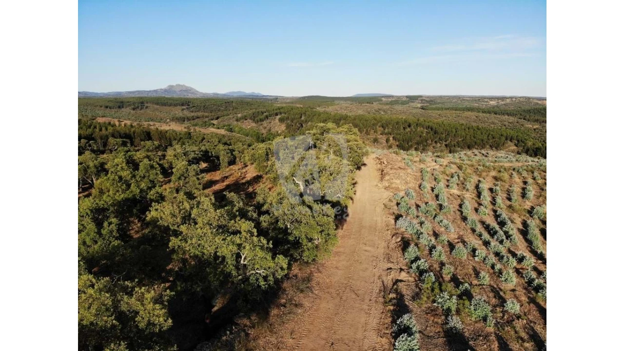 Terreno Agricola ou Rústico para Venda em Proença-A-Velha Foto 39