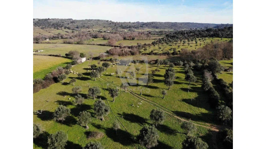Terreno Agricola ou Rústico para Venda em Oledo Foto 34