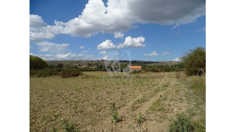 Terreno Agricola ou Rústico para Venda em Oledo Foto 2