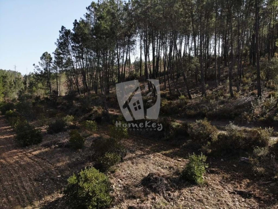 Terreno Agricola ou Rústico para Venda em Sarzedas Foto 38