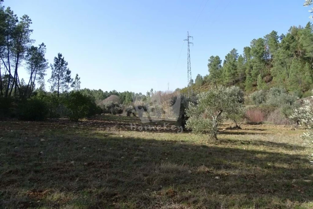 Terreno Agricola ou Rústico para Venda em Sarzedas Foto 11