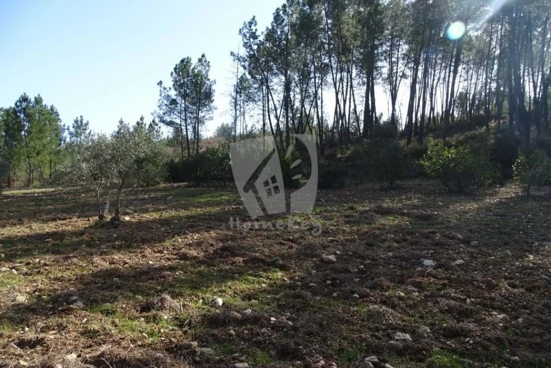 Terreno Agricola ou Rústico para Venda em Sarzedas Foto 23