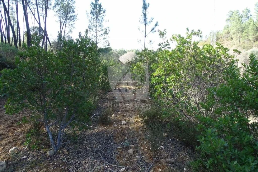 Terreno Agricola ou Rústico para Venda em Sarzedas Foto 47