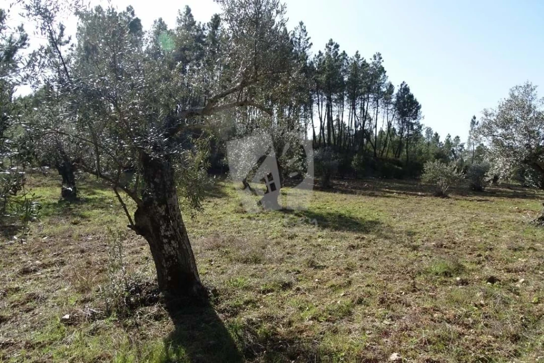 Terreno Agricola ou Rústico para Venda em Sarzedas Foto 39