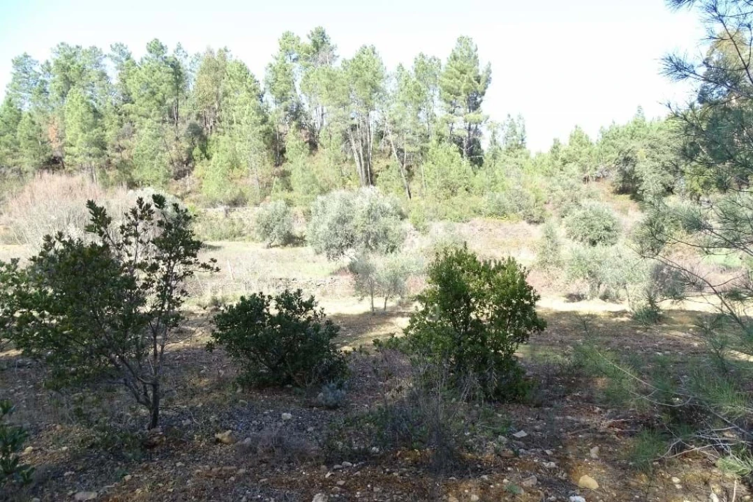 Terreno Agricola ou Rústico para Venda em Sarzedas Foto 45