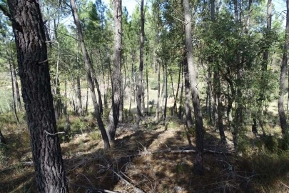 Terreno Agricola ou Rústico para Venda em Sarzedas