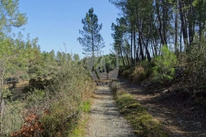 Terreno Agricola ou Rústico para Venda em Sarzedas