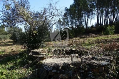 Terreno Agricola ou Rústico para Venda em Sarzedas