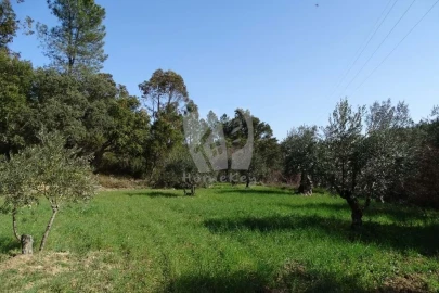 Terreno Agricola ou Rústico para Venda em Sarzedas