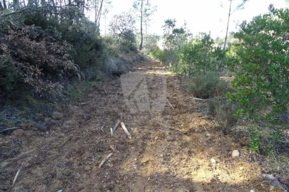 Terreno Agricola ou Rústico para Venda em Sarzedas