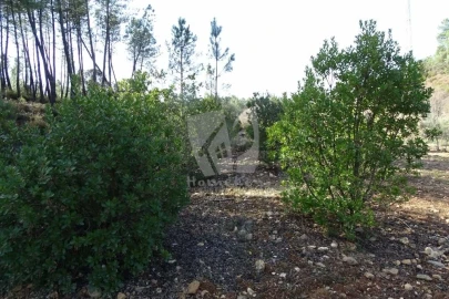 Terreno Agricola ou Rústico para Venda em Sarzedas