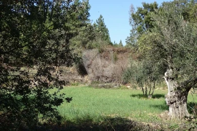 Terreno Agricola ou Rústico para Venda em Sarzedas