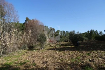 Terreno Agricola ou Rústico para Venda em Sarzedas