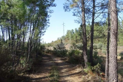 Terreno Agricola ou Rústico para Venda em Sarzedas