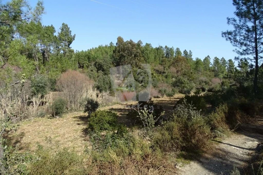 Terreno Agricola ou Rústico para Venda em Sarzedas Foto 46