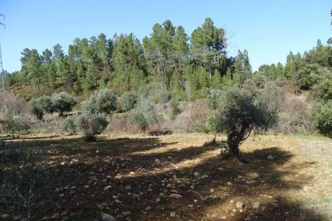 Terreno Agricola ou Rústico para Venda em Sarzedas Foto 14