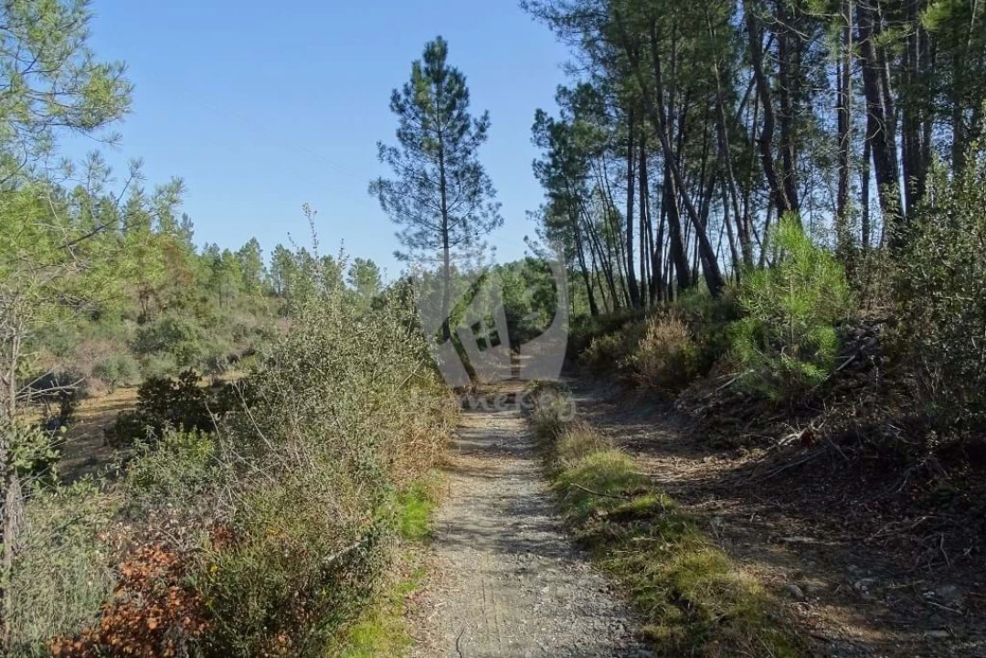 Terreno Agricola ou Rústico para Venda em Sarzedas Foto 50