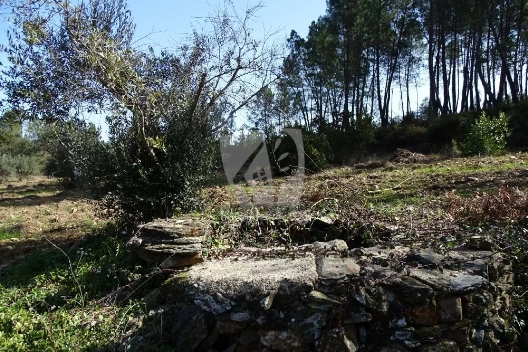 Terreno Agricola ou Rústico para Venda em Sarzedas Foto 34
