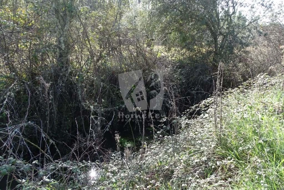 Terreno Agricola ou Rústico para Venda em Sarzedas Foto 27