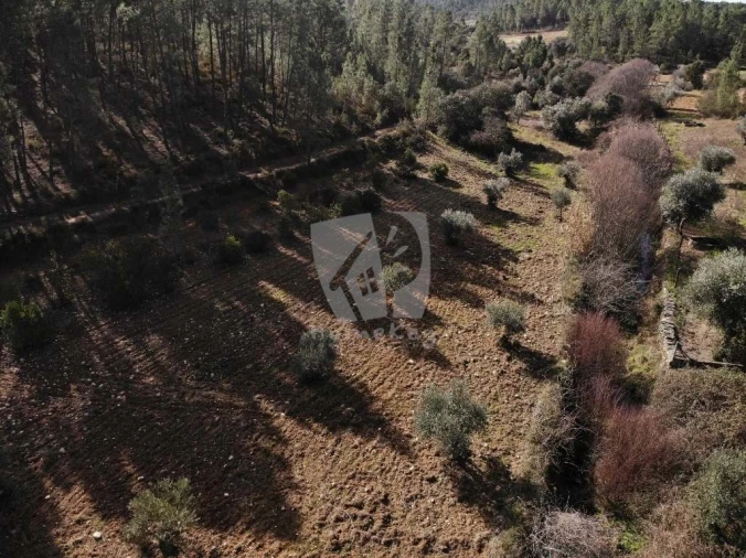 Terreno Agricola ou Rústico para Venda em Sarzedas Foto 36