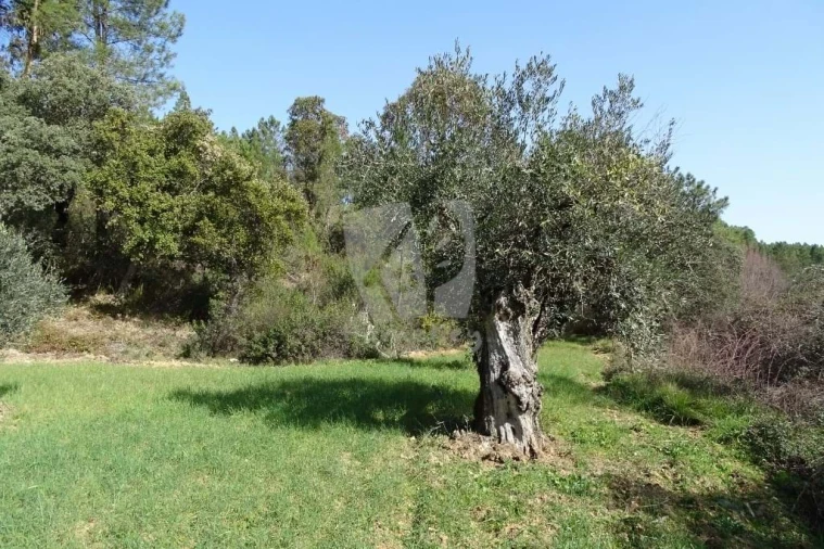 Terreno Agricola ou Rústico para Venda em Sarzedas Foto 6