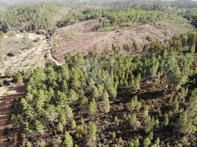 Terreno Agricola ou Rústico para Venda em Sarzedas Foto 18