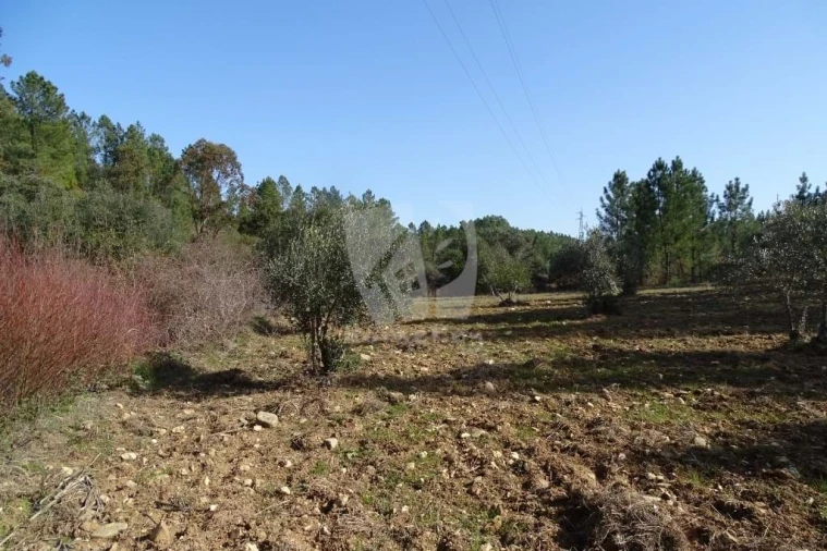 Terreno Agricola ou Rústico para Venda em Sarzedas Foto 9