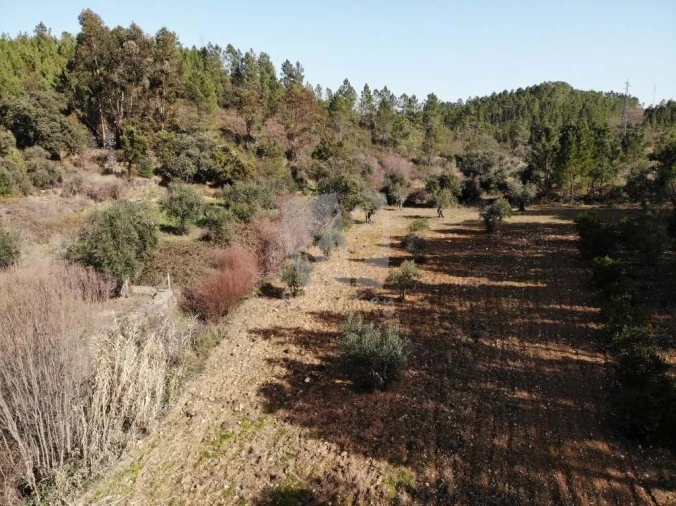 Terreno Agricola ou Rústico para Venda em Sarzedas Foto 37