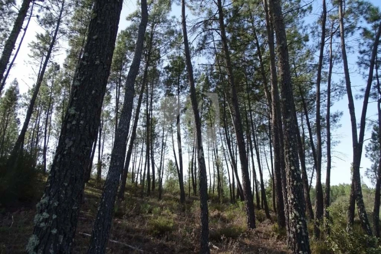 Terreno Agricola ou Rústico para Venda em Sarzedas Foto 48