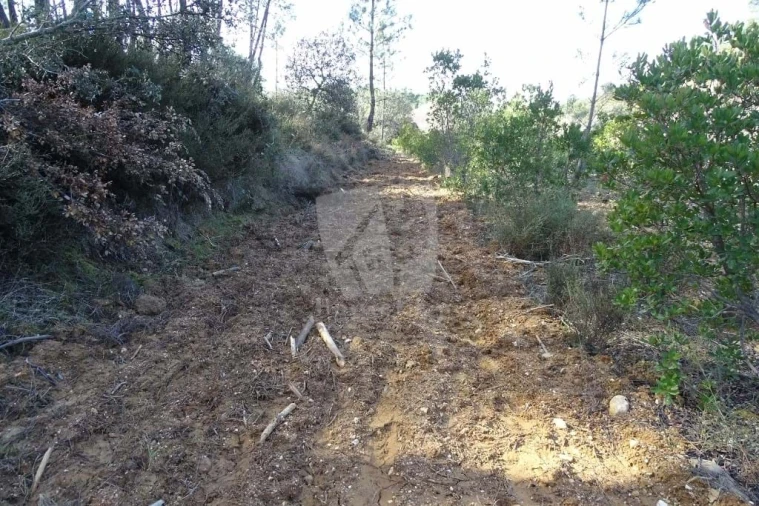 Terreno Agricola ou Rústico para Venda em Sarzedas Foto 40