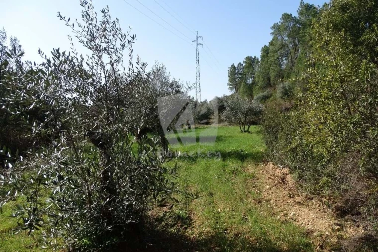 Terreno Agricola ou Rústico para Venda em Sarzedas Foto 7