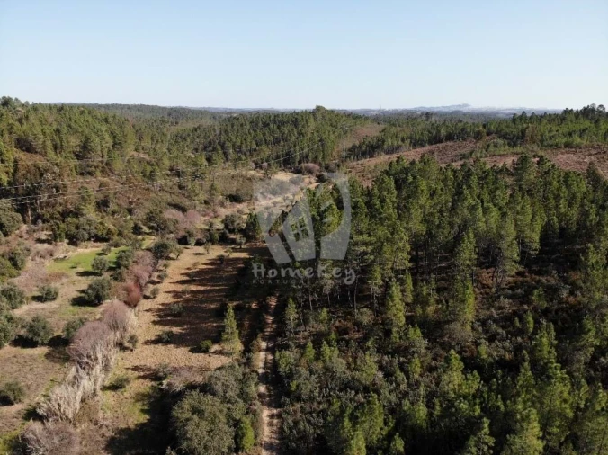 Terreno Agricola ou Rústico para Venda em Sarzedas Foto 12