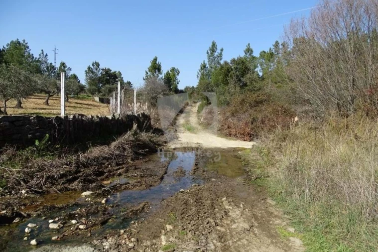Terreno Agricola ou Rústico para Venda em Sarzedas Foto 3